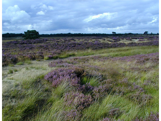 Kalmthoutse Heide Kalmthoutse Heide